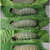 carch alceae larva5 volg31